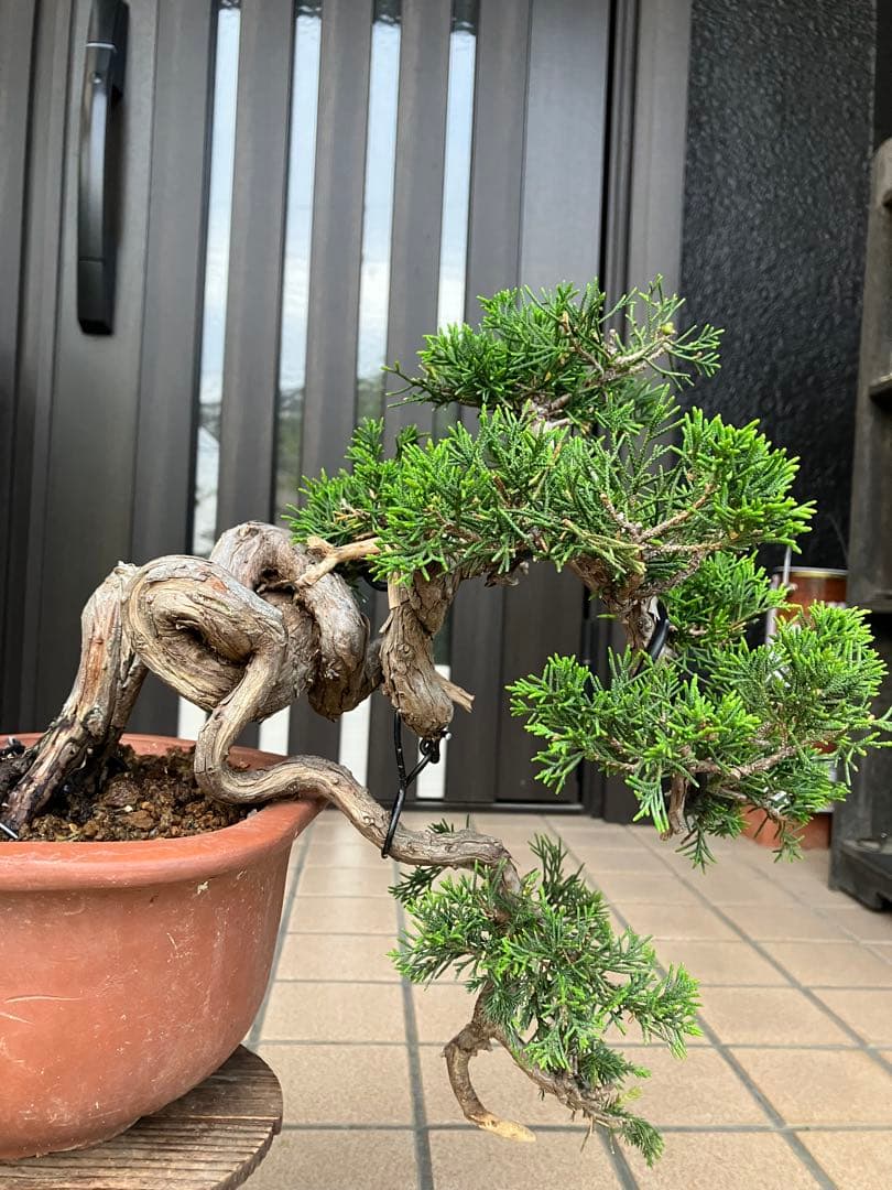 超大特価！中品盆栽　真柏糸魚川　半懸崖　究極の逸品　★大幅値下げ早いもの勝ち★