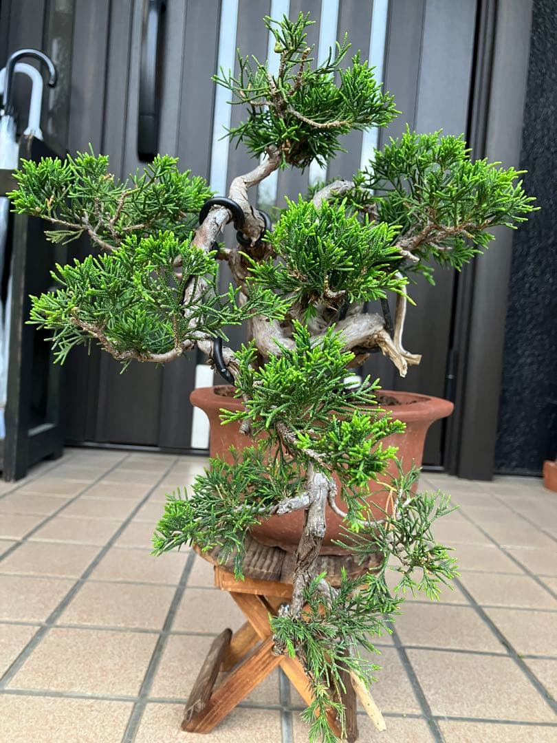 超大特価！中品盆栽　真柏糸魚川　半懸崖　究極の逸品　★大幅値下げ早いもの勝ち★