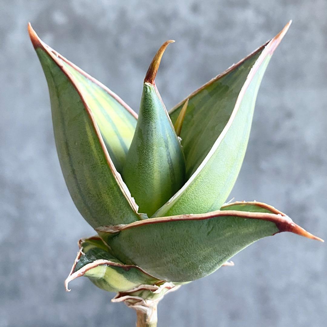 t*a様 S11334★オークション★サンスベリア ピングイキュラ 極上斑入りア