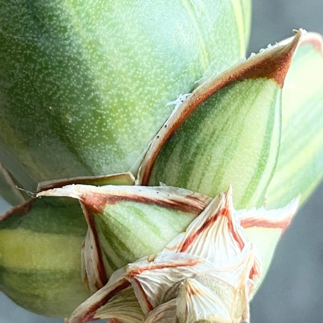 t*a様 S11334★オークション★サンスベリア ピングイキュラ 極上斑入りア