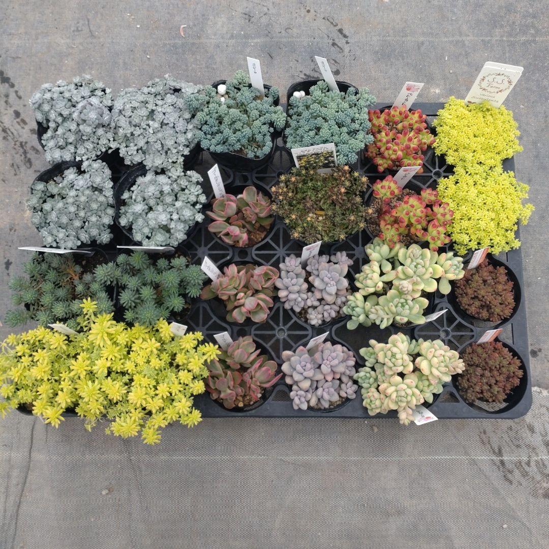 ももんちゃさん専用