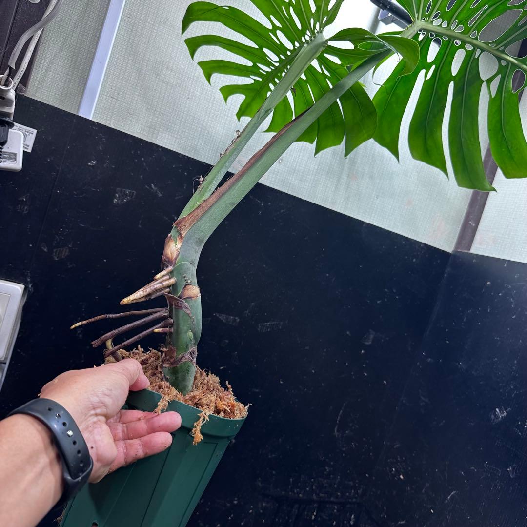 モンステラデリシオーサマクロコズム超希少系統鉢植え