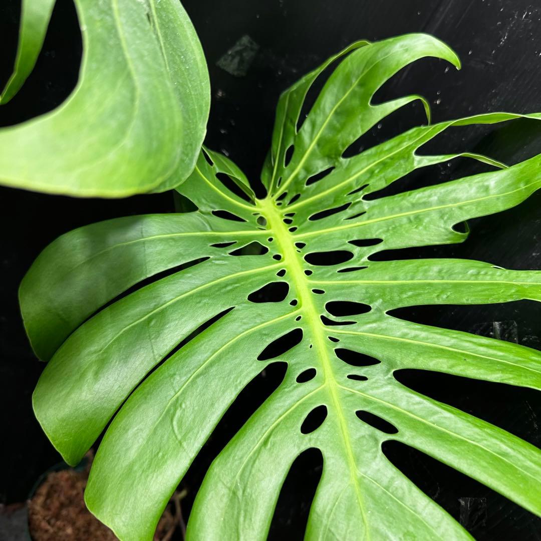 モンステラデリシオーサマクロコズム超希少系統鉢植え