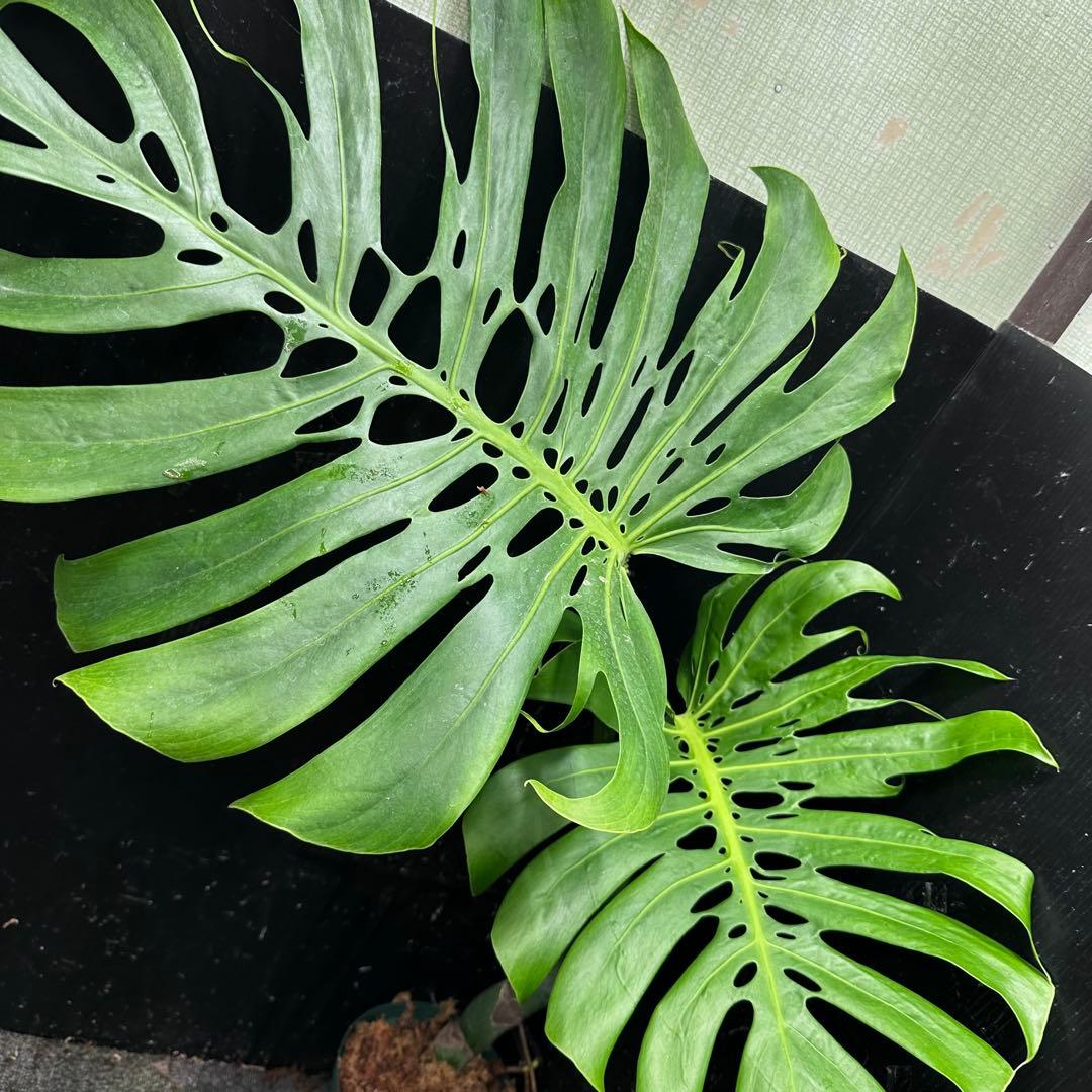 モンステラデリシオーサマクロコズム超希少系統鉢植え