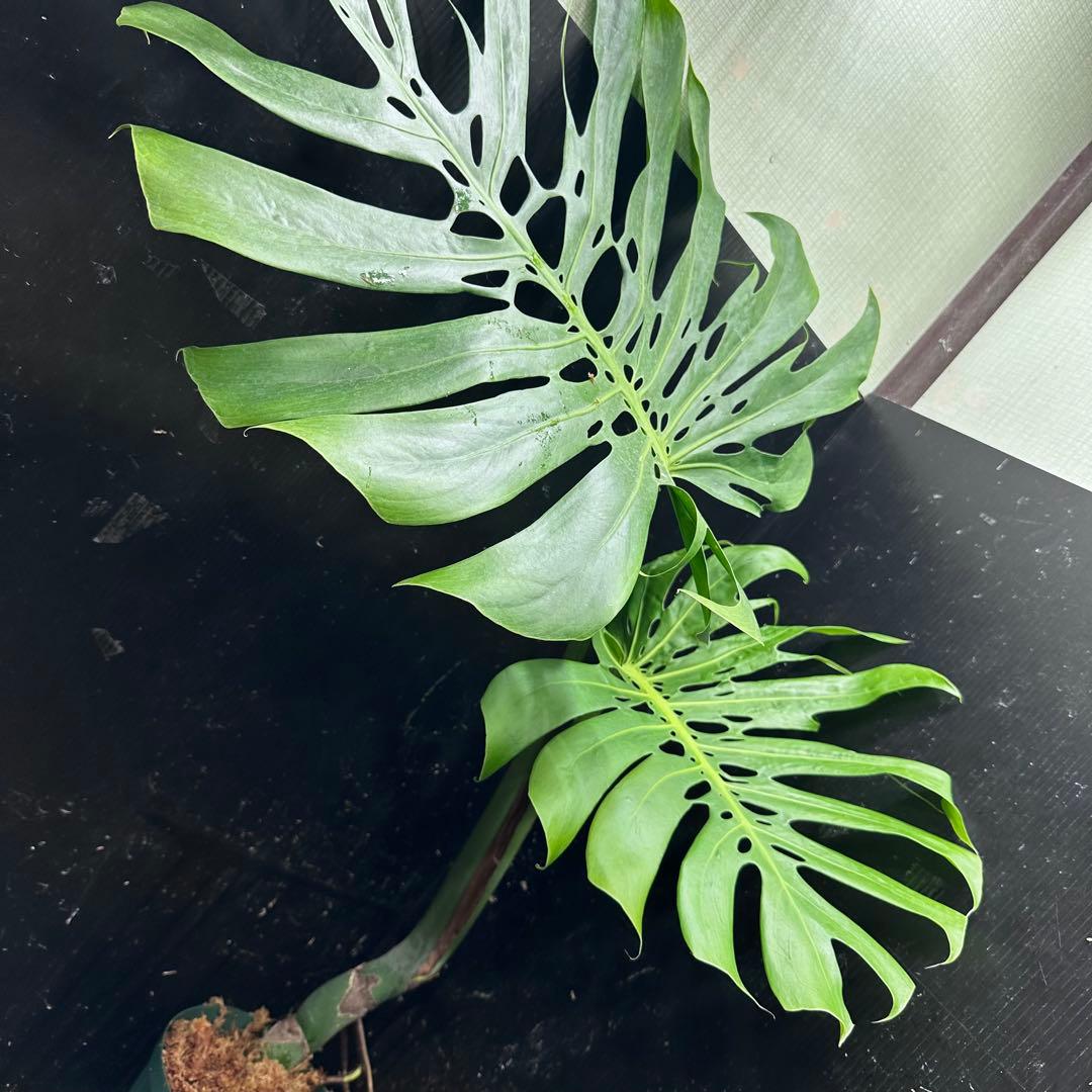 モンステラデリシオーサマクロコズム超希少系統鉢植え