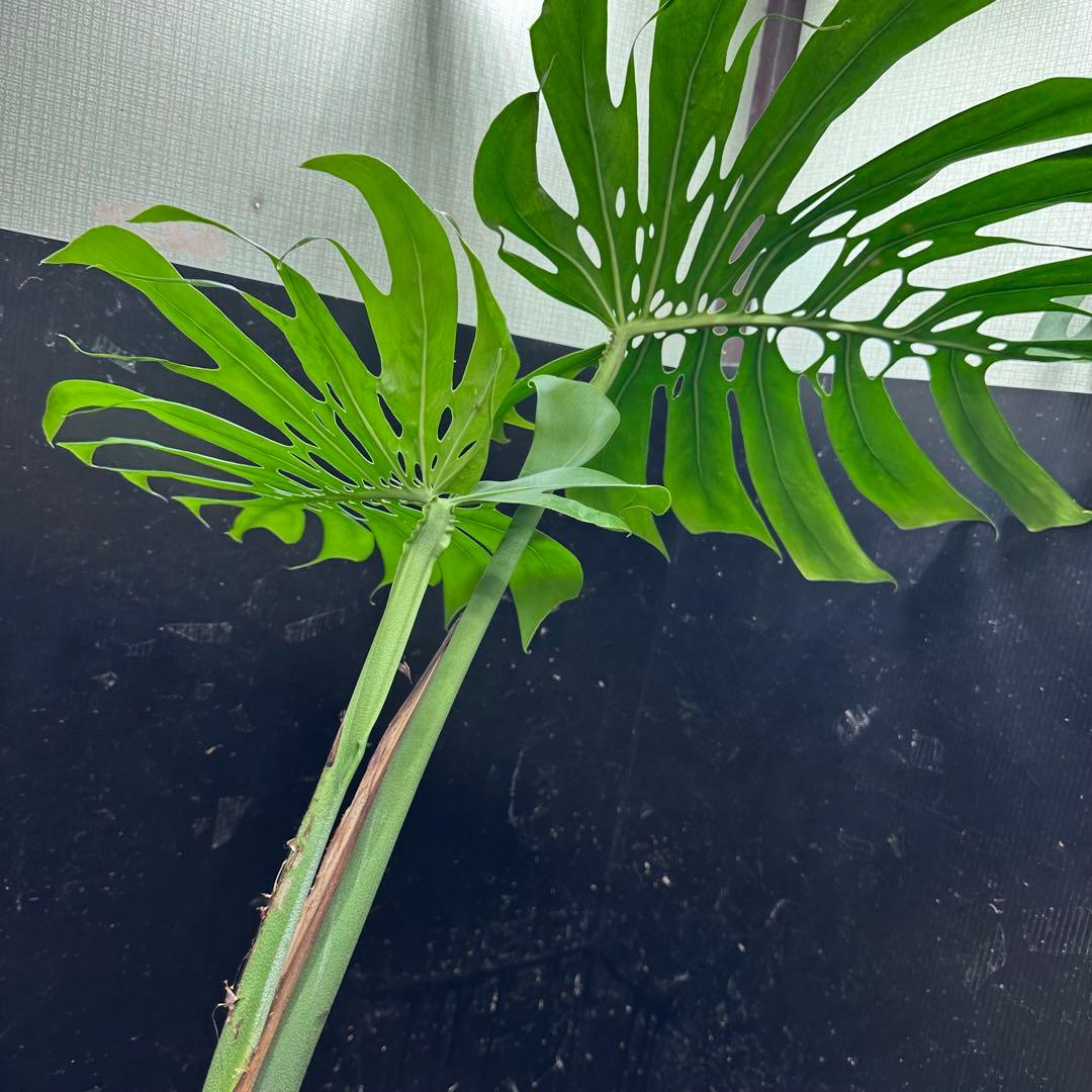 モンステラデリシオーサマクロコズム超希少系統鉢植え