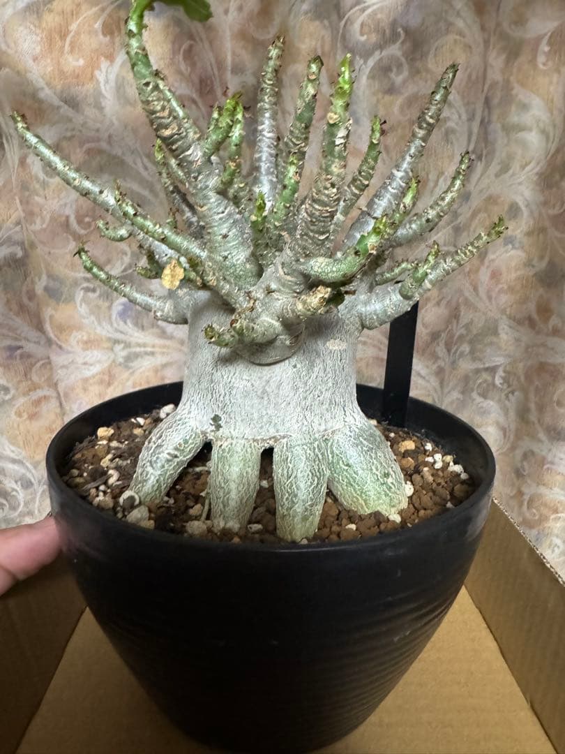 アデニウム　タコ足　美株