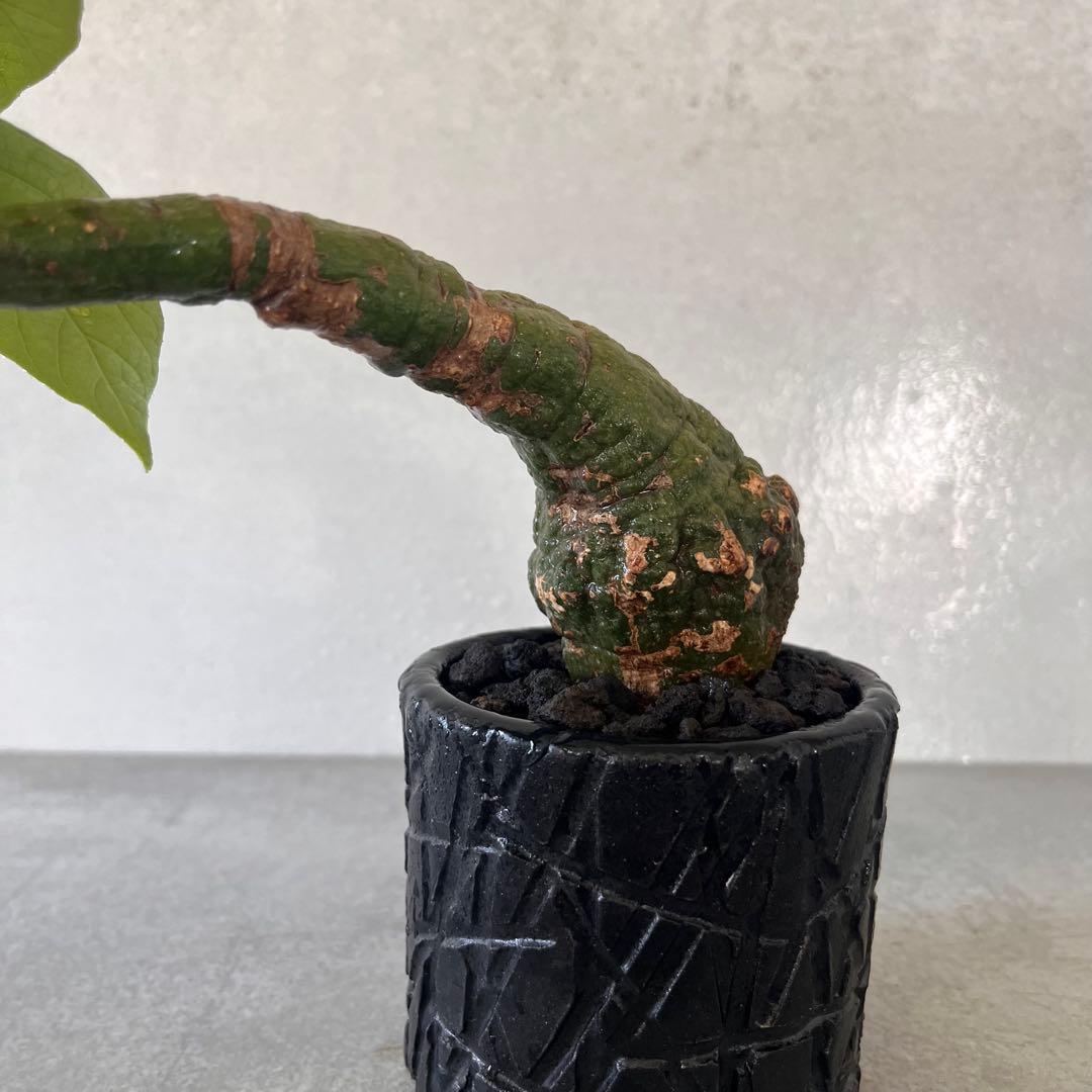 k*u様 アデニア　クリスタルグリーン　発根済み　陶器鉢セット