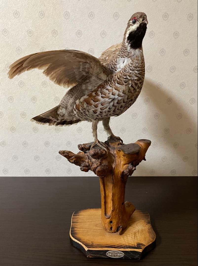 【ぴかり】 エゾライチョウの剥製 木製台座付き
