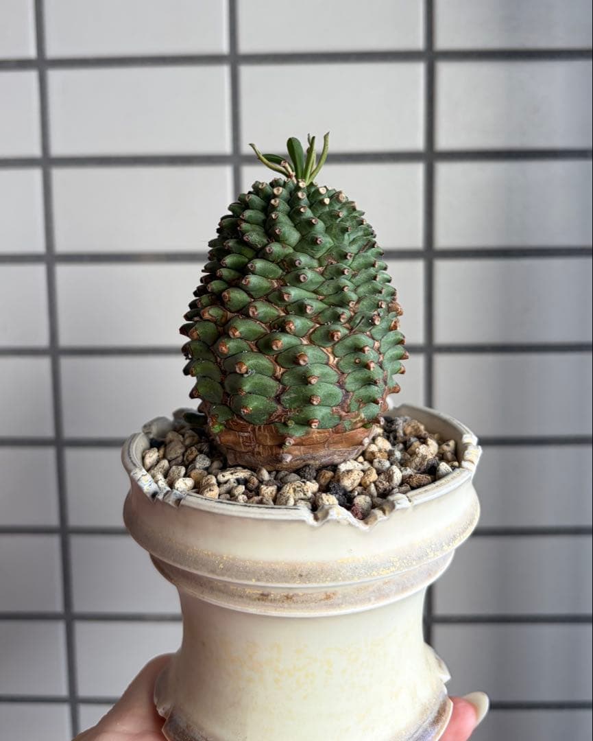 E*y様 ユーフォルビア ハイブリッド 群星冠×鉄甲丸 実生 特大