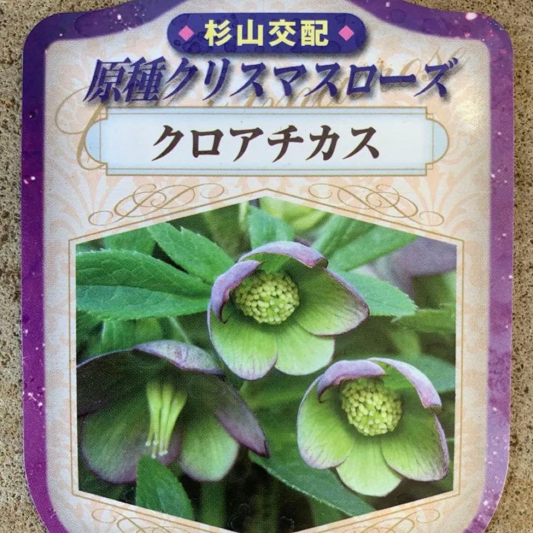 ★クリスマスローズ.原種系クロアチカス開花株.現品★
