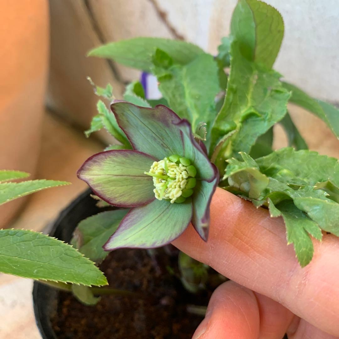 ★クリスマスローズ.原種クロアチカス開花株.現品★