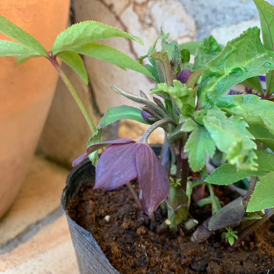 ★クリスマスローズ.原種クロアチカス開花株.現品★