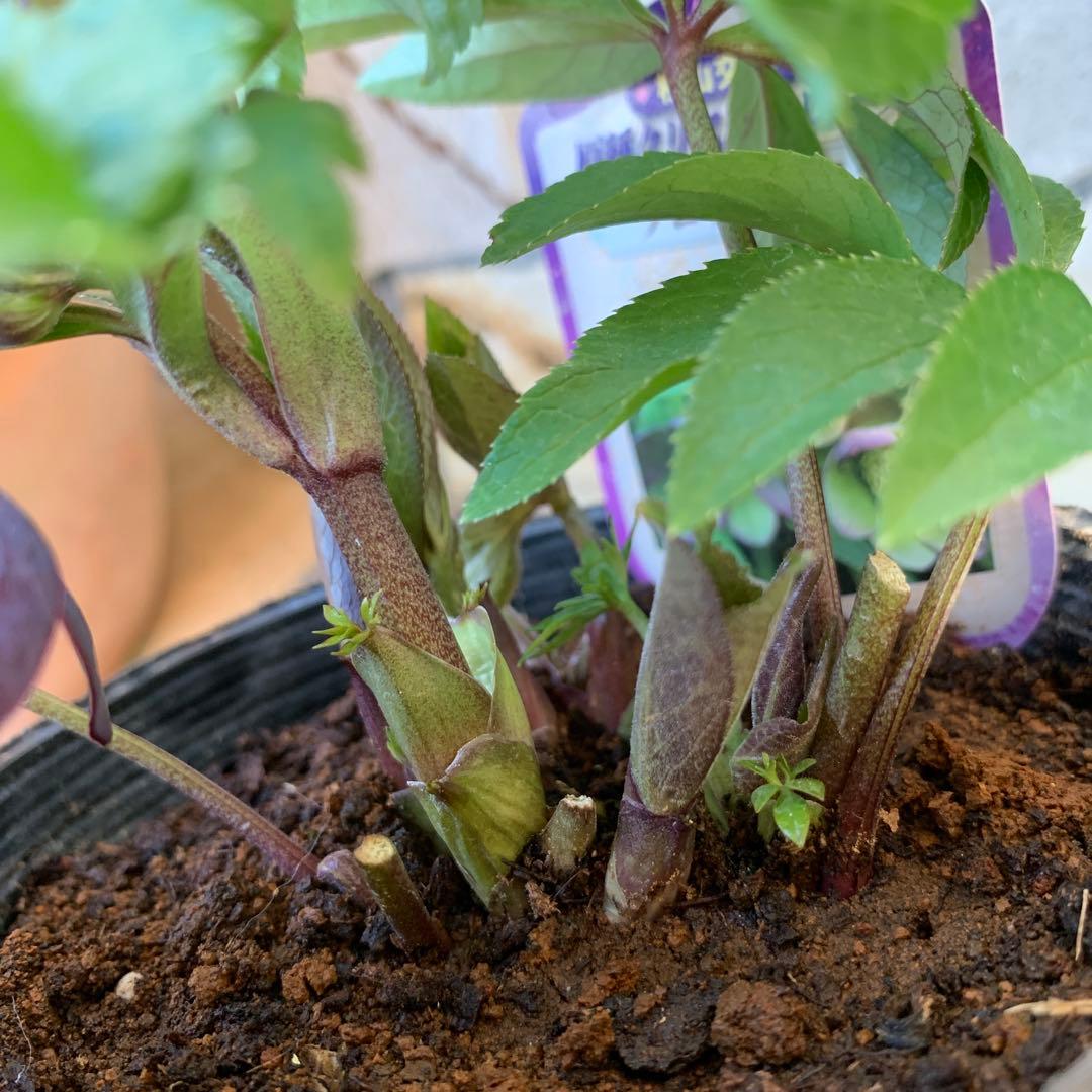 ★クリスマスローズ.原種クロアチカス開花株.現品★