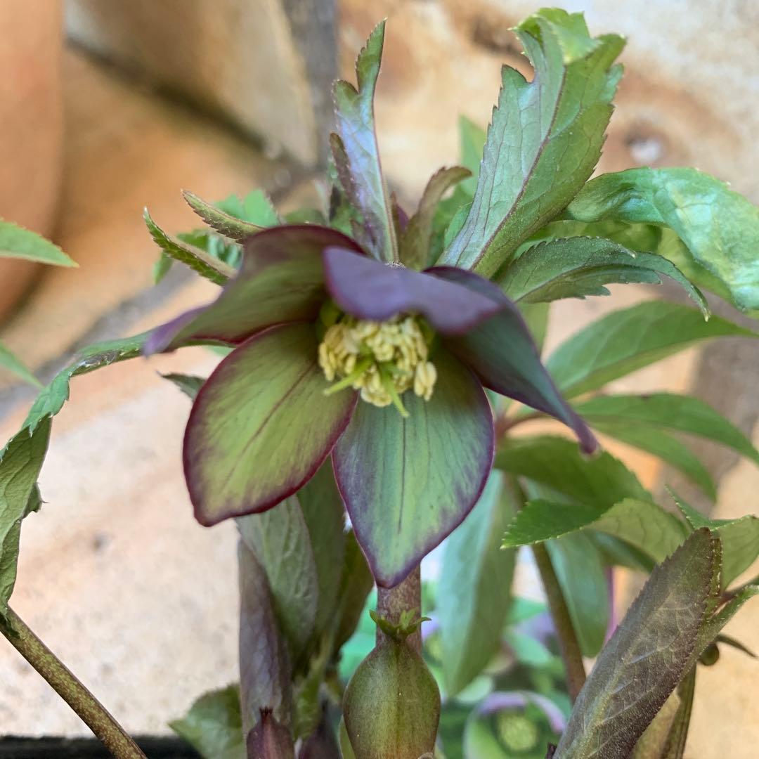 ★クリスマスローズ.原種クロアチカス開花株.現品★