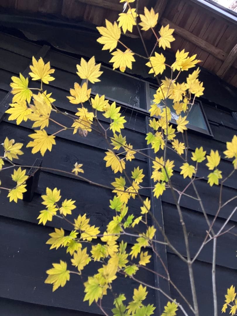 202 山採り　コハウチワカエデ