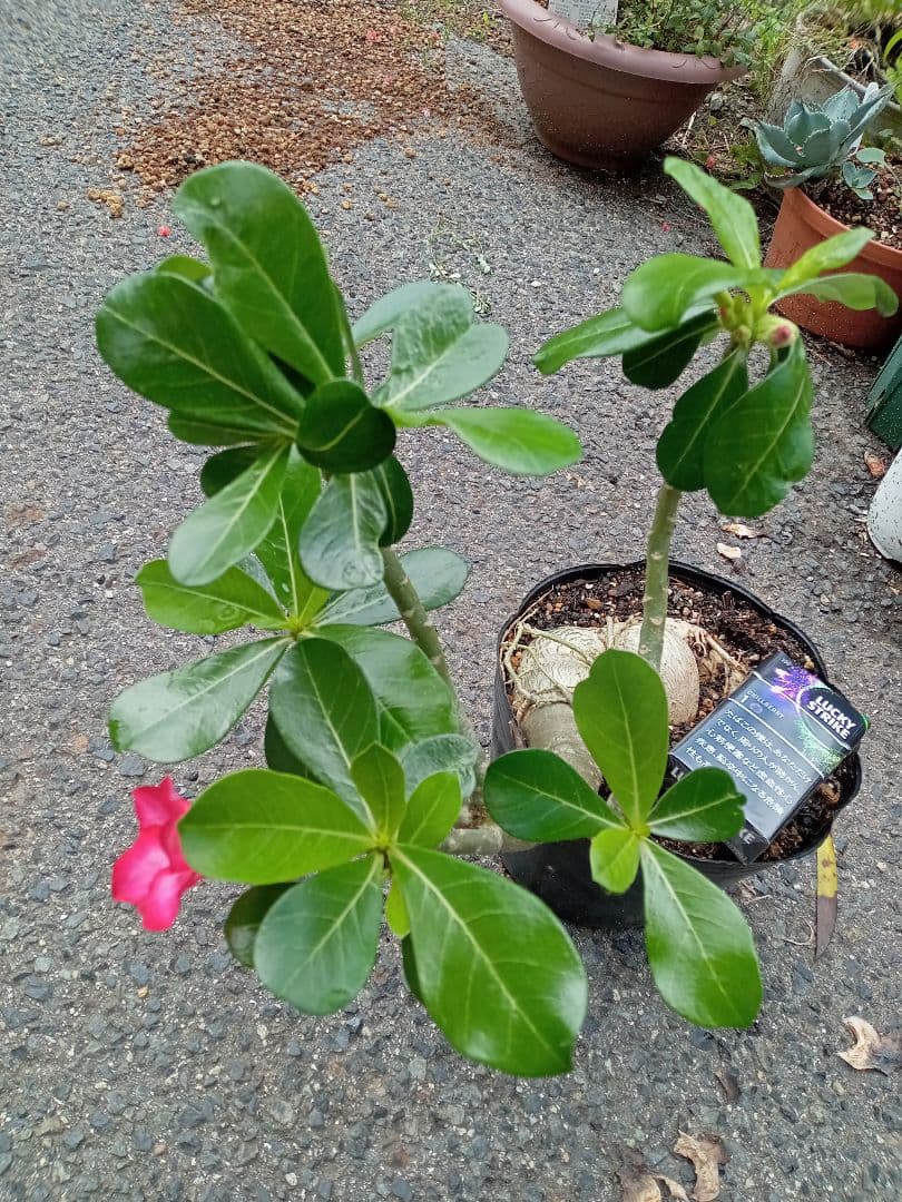 開花開始　アデニウム　花芯は白のグラデーション
