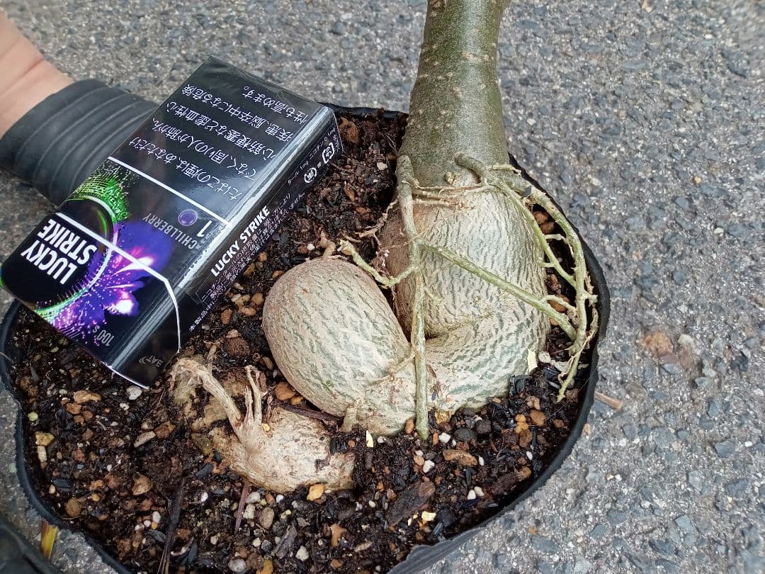 開花開始　アデニウム　花芯は白のグラデーション