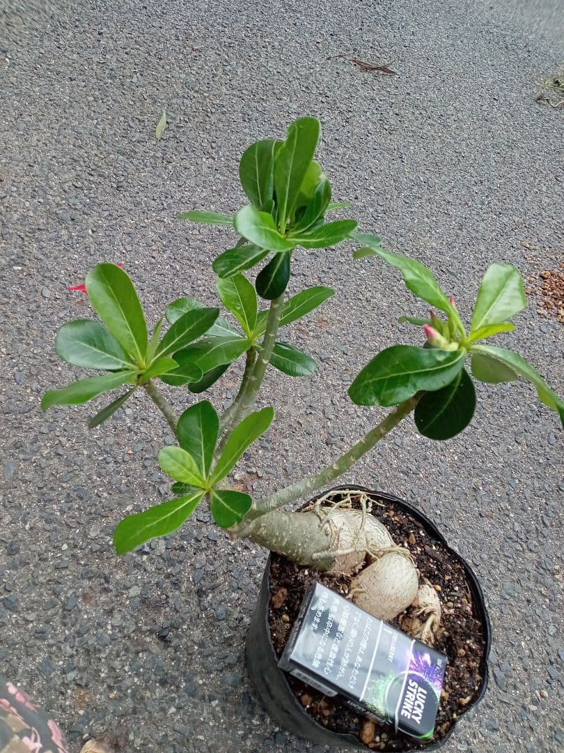 開花開始　アデニウム　花芯は白のグラデーション