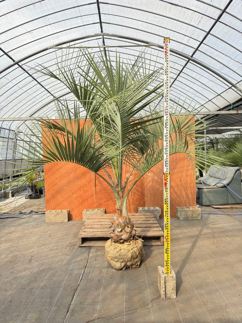 ココスヤシ【超シルバーリーフ】葉先200cm幹回り90cm 幹高30cm