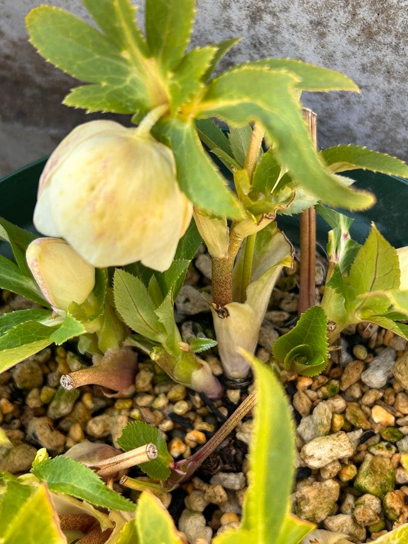 大株　花茎8開蕾12　加藤農園　ddゴールド濃フラッシュ