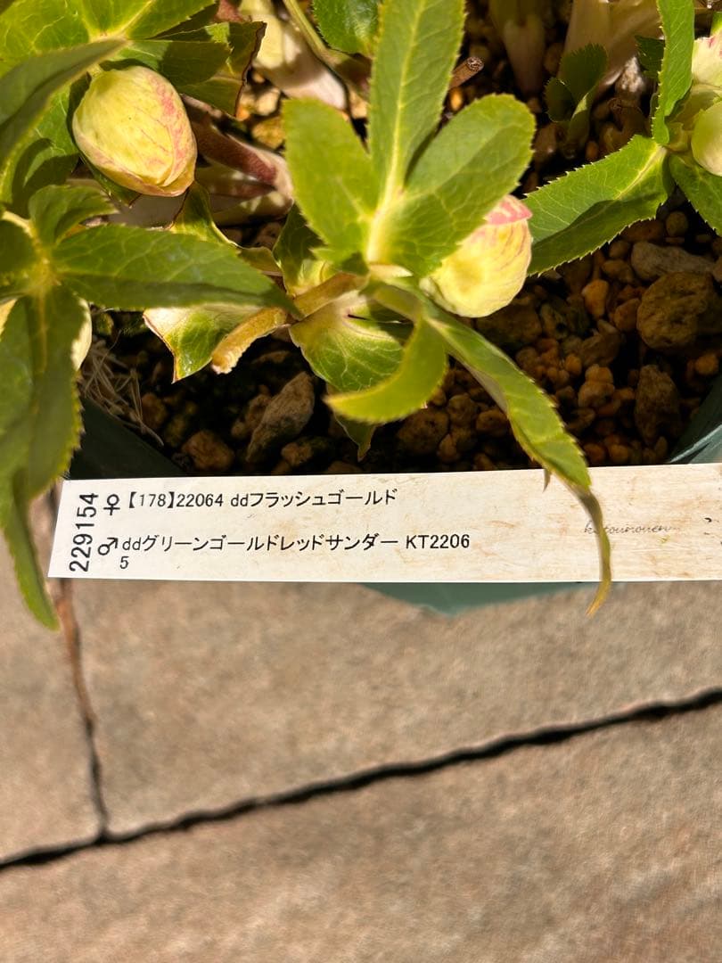 大株　花茎8開蕾12　加藤農園　ddゴールド濃フラッシュ