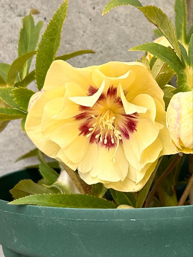 大株　花茎8開蕾12　加藤農園　ddゴールド濃フラッシュ
