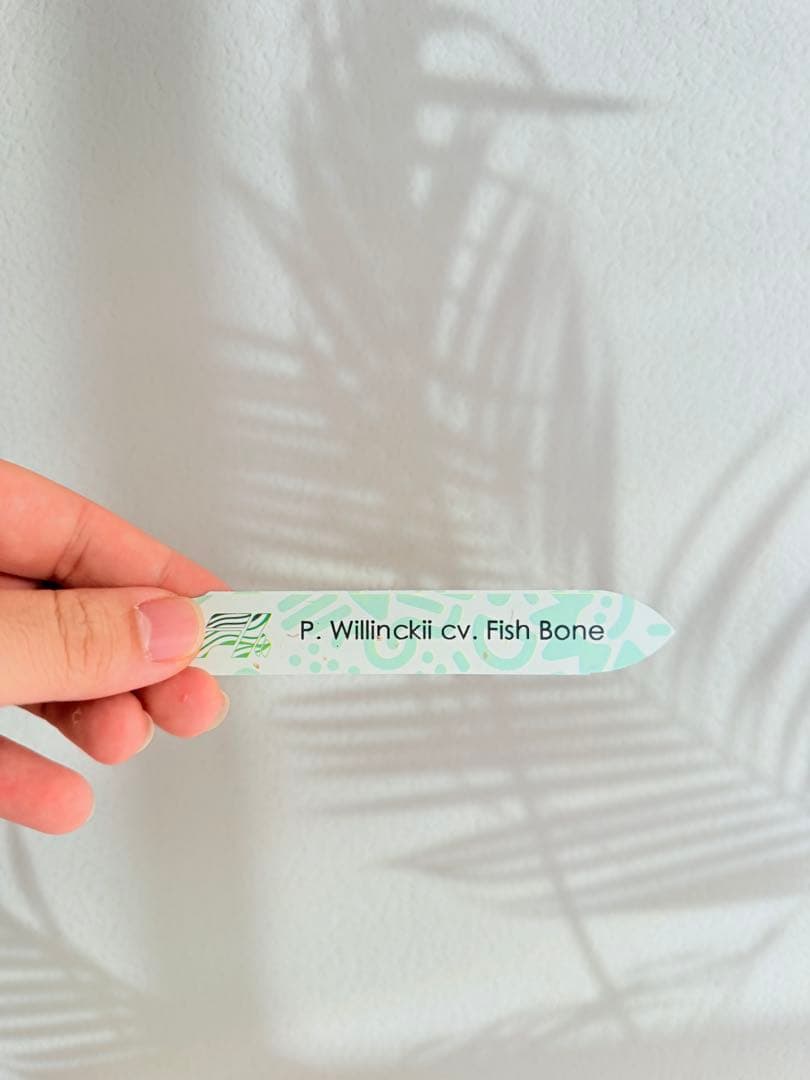 #25ビカクシダ P.Willinckii Watchara Fish Bone