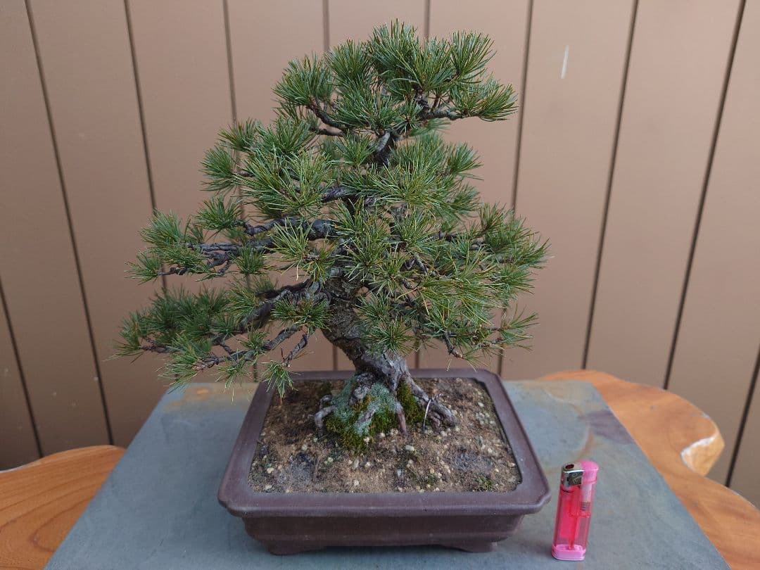 盆栽　五葉松　樹高28cm