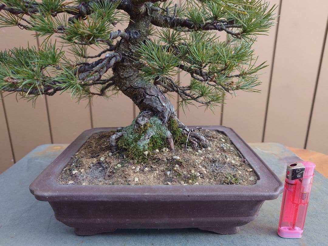 盆栽　五葉松　樹高28cm