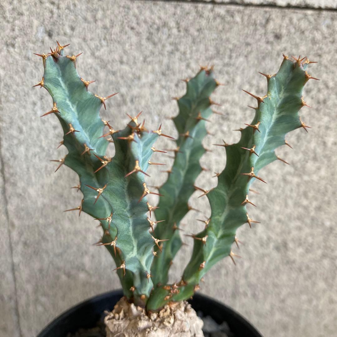 発根済み ユーフォルビア クラビゲラ 手乗り 現地株 コーデックス 多肉植物