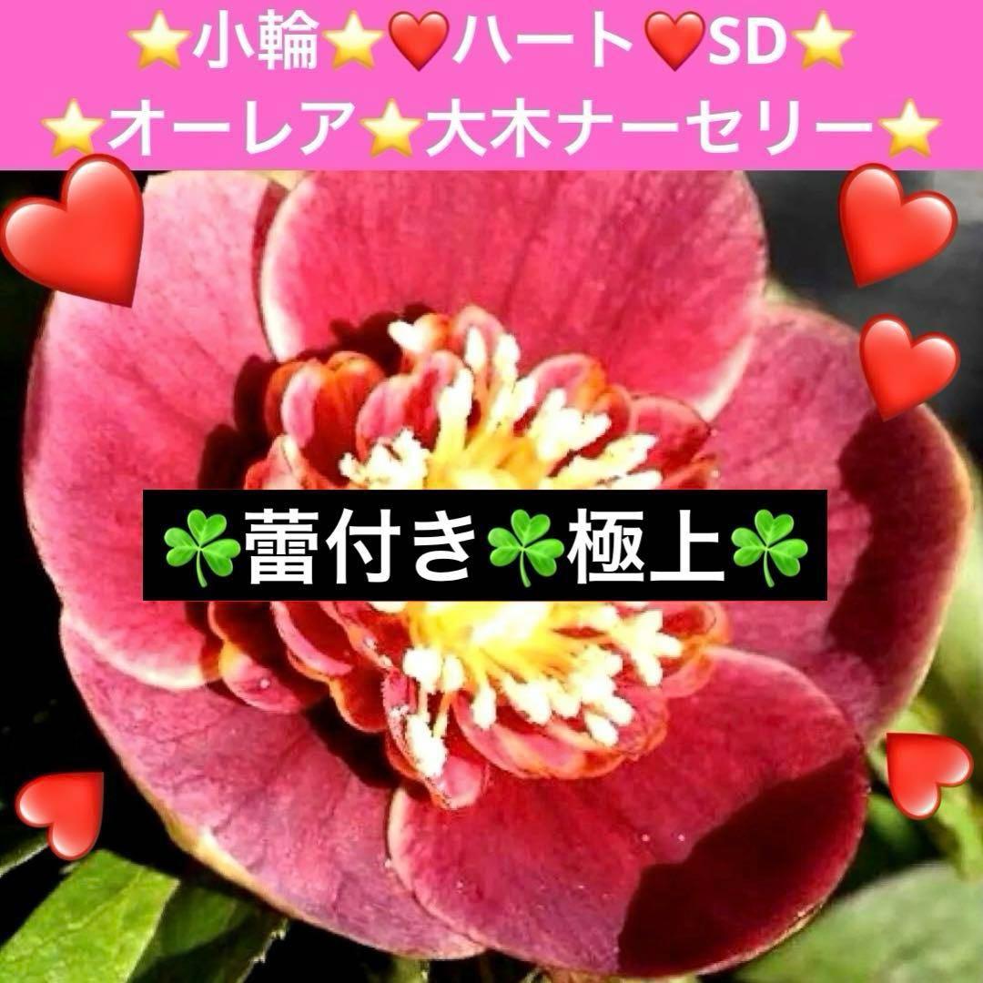 ぱ*こ様 ☘️蕾付き☘️極上☘️3391⭐️小輪⭐️ ハートSD⭐️オーレア⭐️