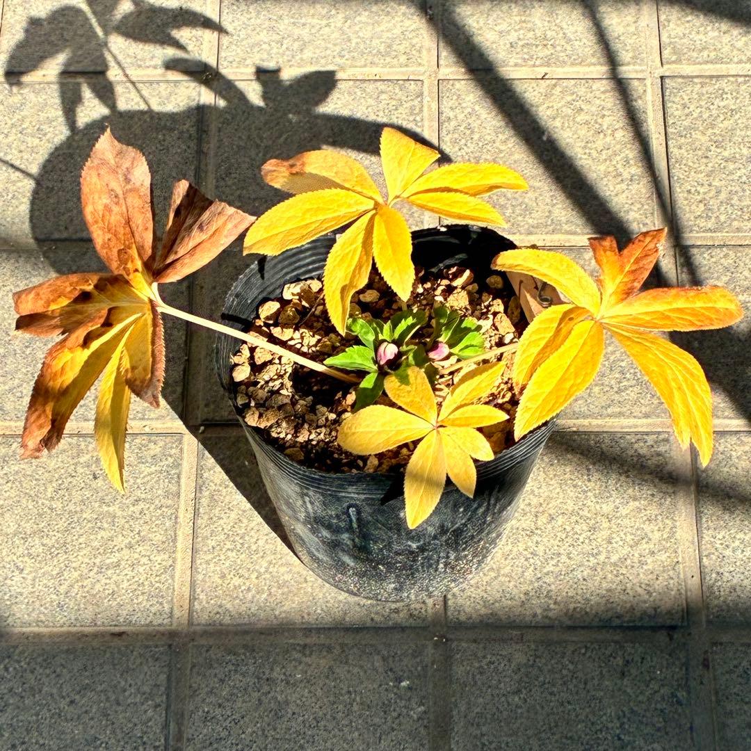 ぱ*こ様 ☘️蕾付き☘️極上☘️3391⭐️小輪⭐️ ハートSD⭐️オーレア⭐️