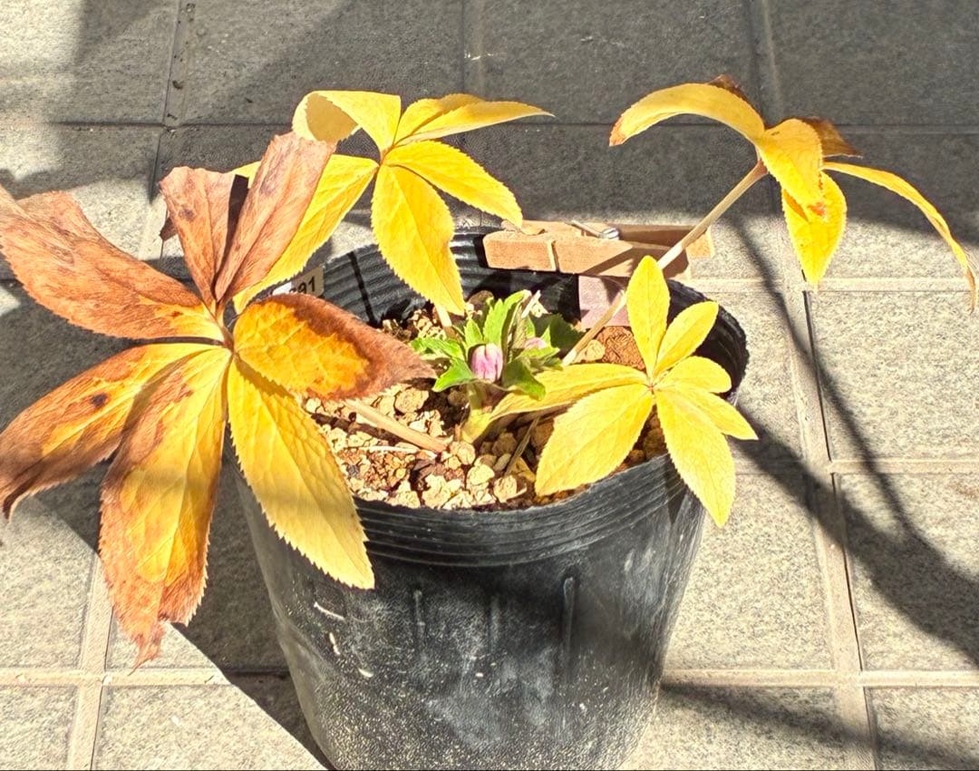 ぱ*こ様 ☘️蕾付き☘️極上☘️3391⭐️小輪⭐️ ハートSD⭐️オーレア⭐️