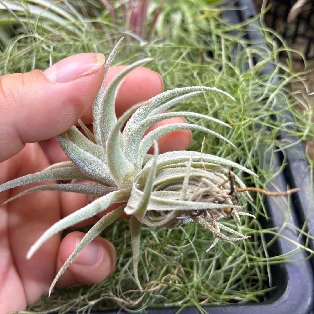 Tillandsia gardneri var. rupicola ティランジア