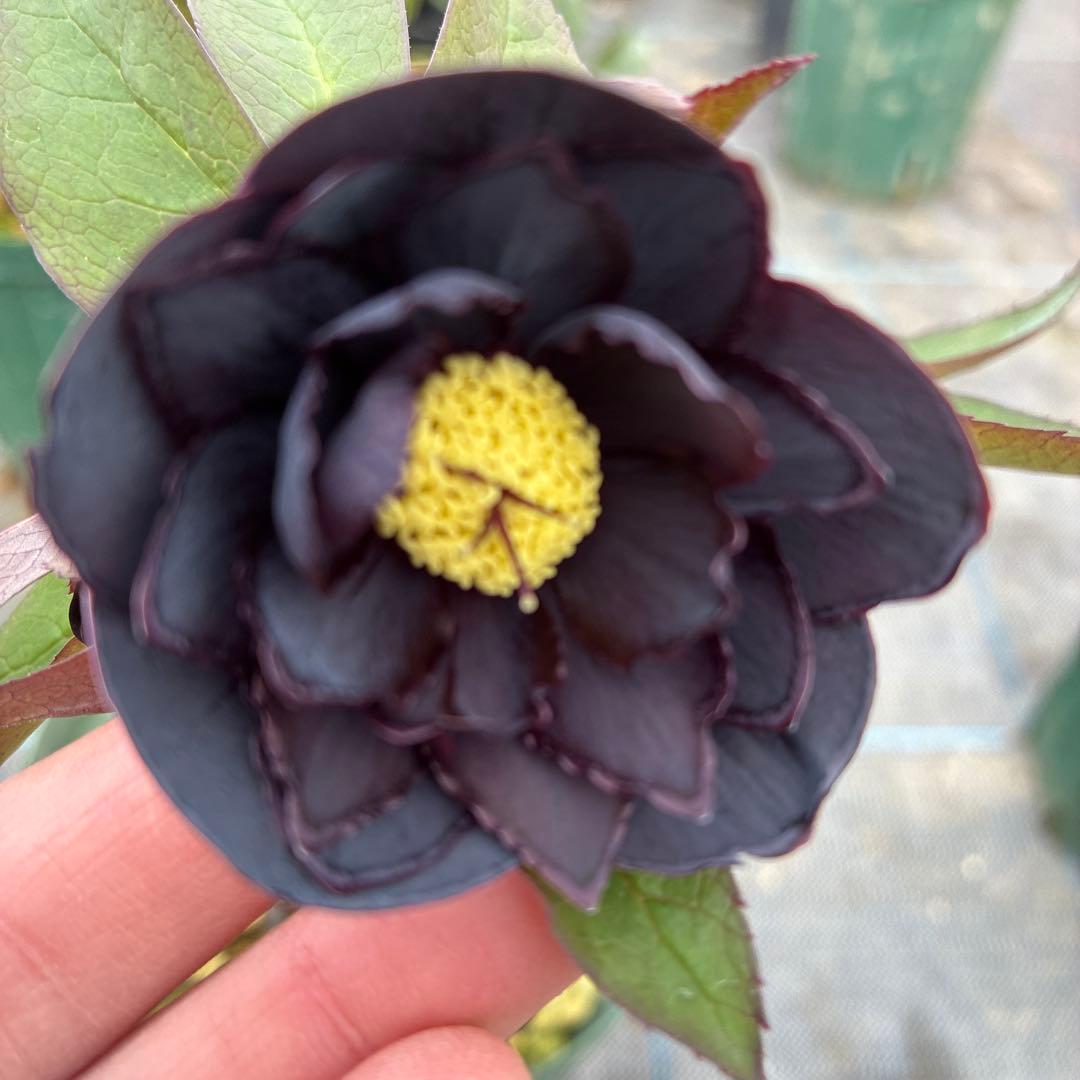 クリスマスローズ　ブラックピコティ　６寸