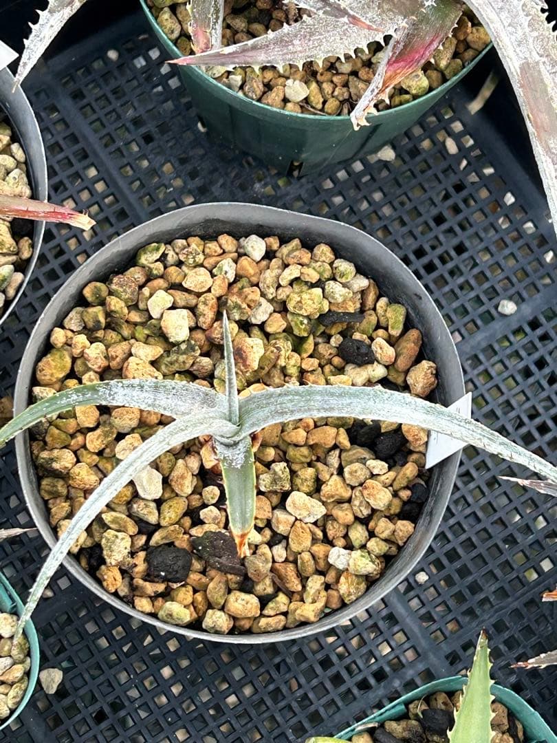 MRB ディッキア Dyckia まとめ売り MRB棚2番 10株