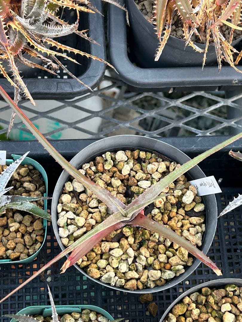 MRB ディッキア Dyckia まとめ売り MRB棚2番 10株