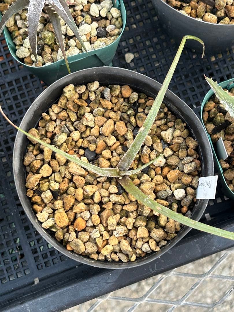 MRB ディッキア Dyckia まとめ売り MRB棚2番 10株