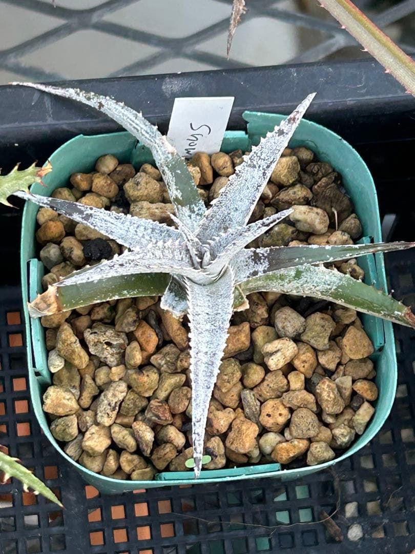 MRB ディッキア Dyckia まとめ売り MRB棚2番 10株