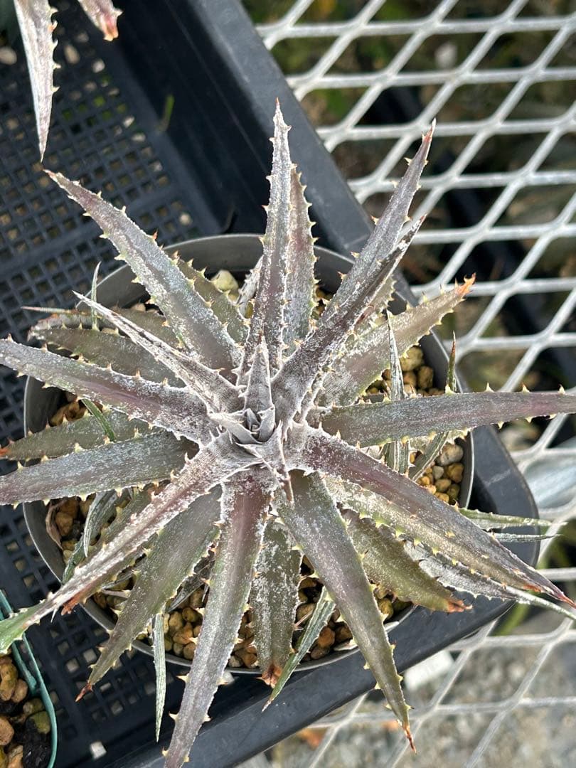 MRB ディッキア Dyckia まとめ売り MRB棚2番 10株