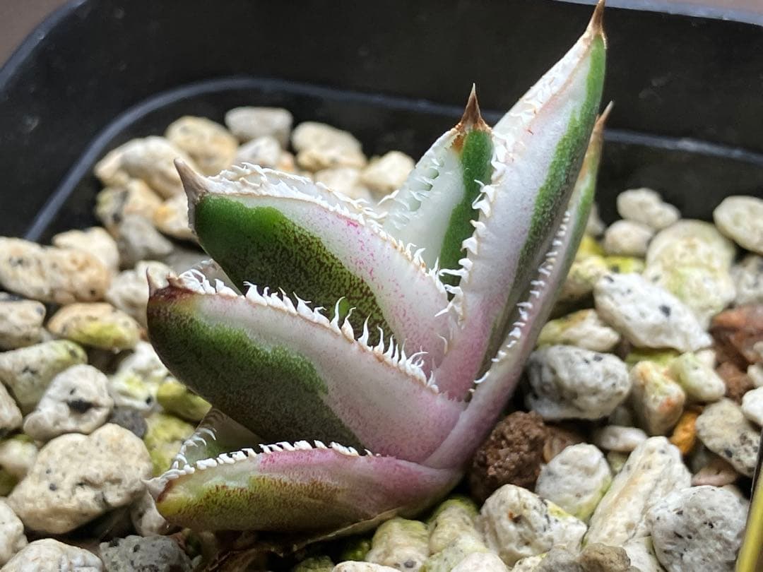 速達【鉢ごと発送】希少　アガベ　チタノタ　豆豆龍錦　覆輪斑　TC 安定株