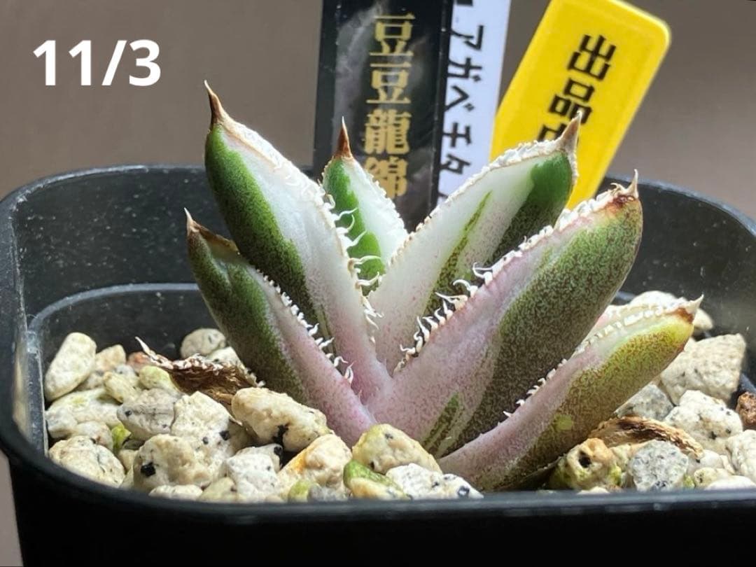 速達【鉢ごと発送】希少　アガベ　チタノタ　豆豆龍錦　覆輪斑　TC 安定株