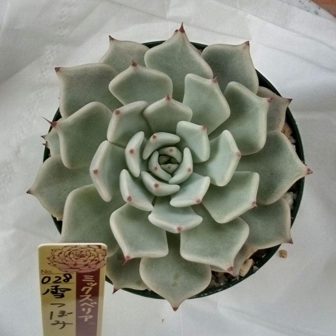 雪つぼみ（札付き）ミックスベリア　おらいさん　多肉