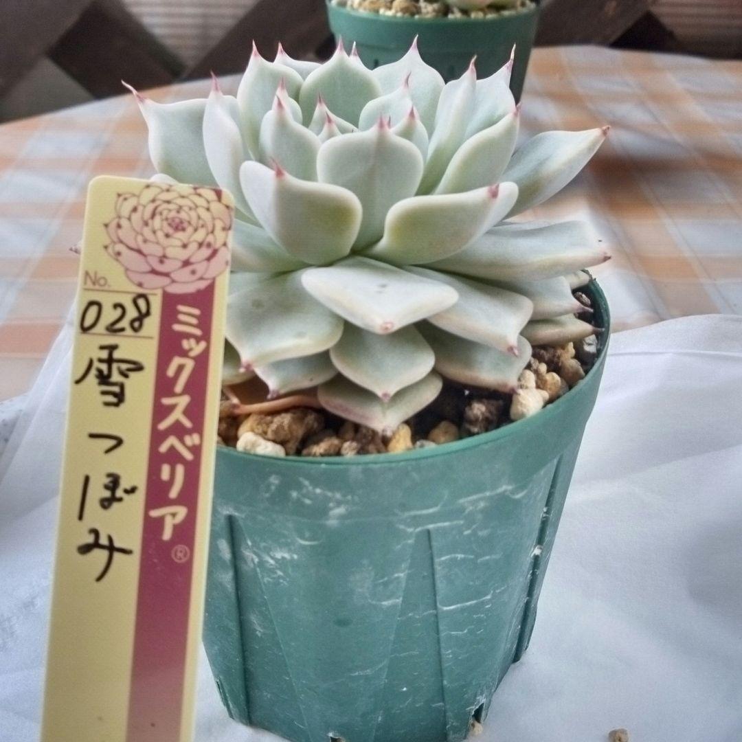 雪つぼみ（札付き）ミックスベリア　おらいさん　多肉