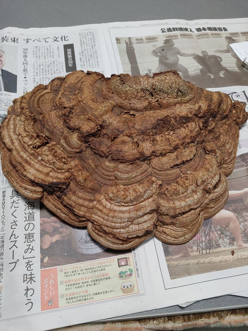 サルノコシカケ　天然物　大きいです。３個まとめて　漢方　インテリア