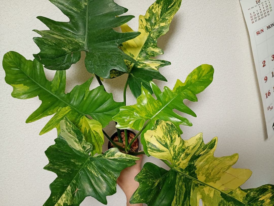 希少！斑入り　ハイブリッド　フィロデンドロン　キティナ　大株