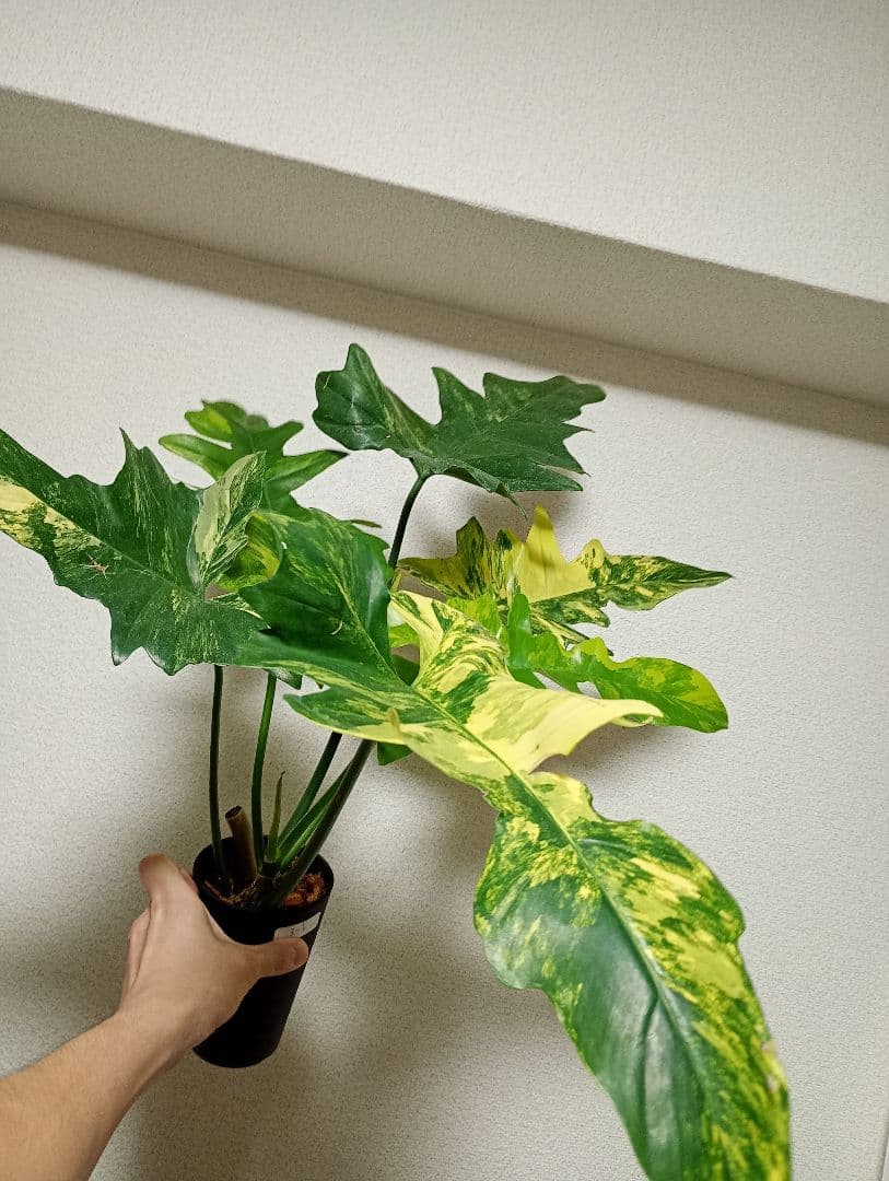 希少！斑入り　ハイブリッド　フィロデンドロン　キティナ　大株