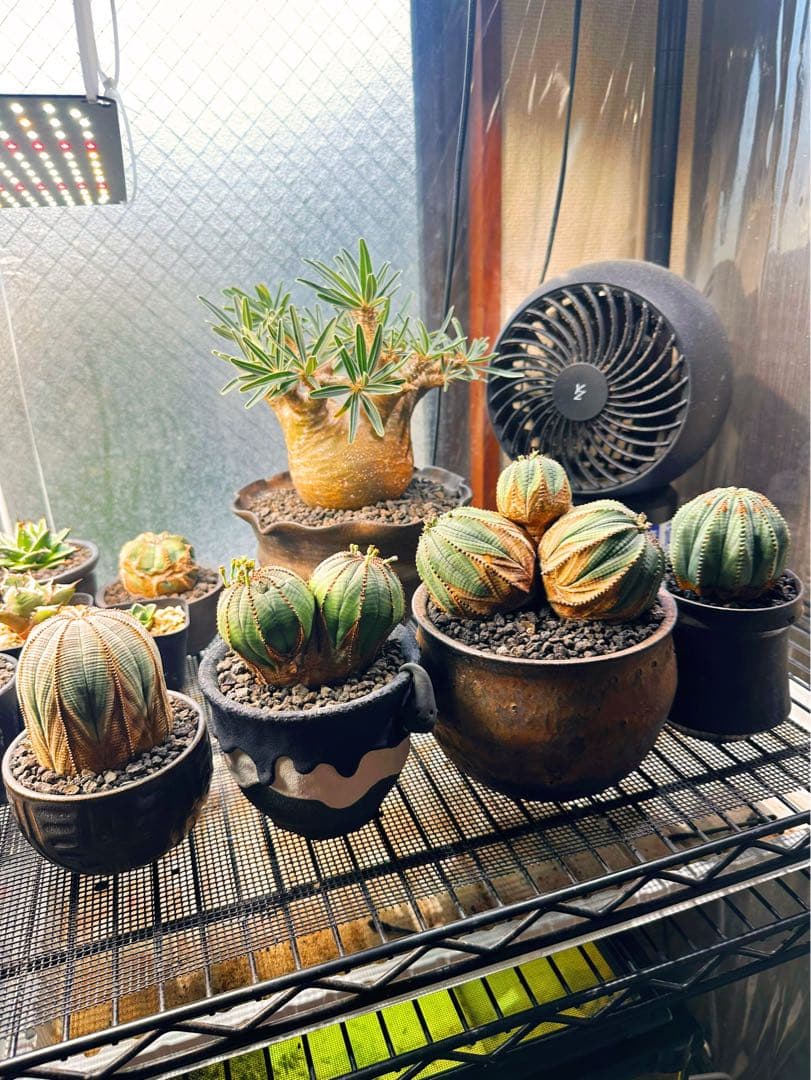 ユーフォルビアオベサ木質化極上株