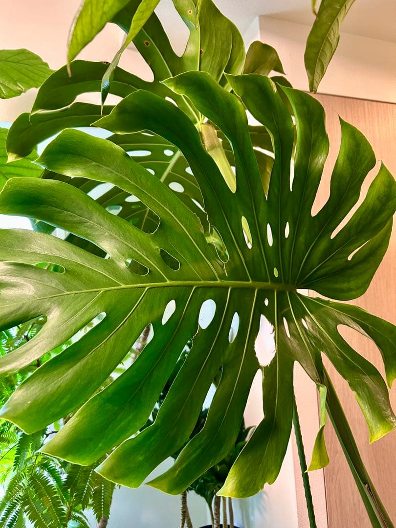 【引取特価】【ワイルド】破格！巨大モンステラ　約120cm 8号鉢 葉60cm